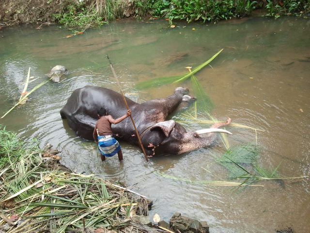 MILLENNIUM ELEPHANT FOUNDATION IN PINNAWALA